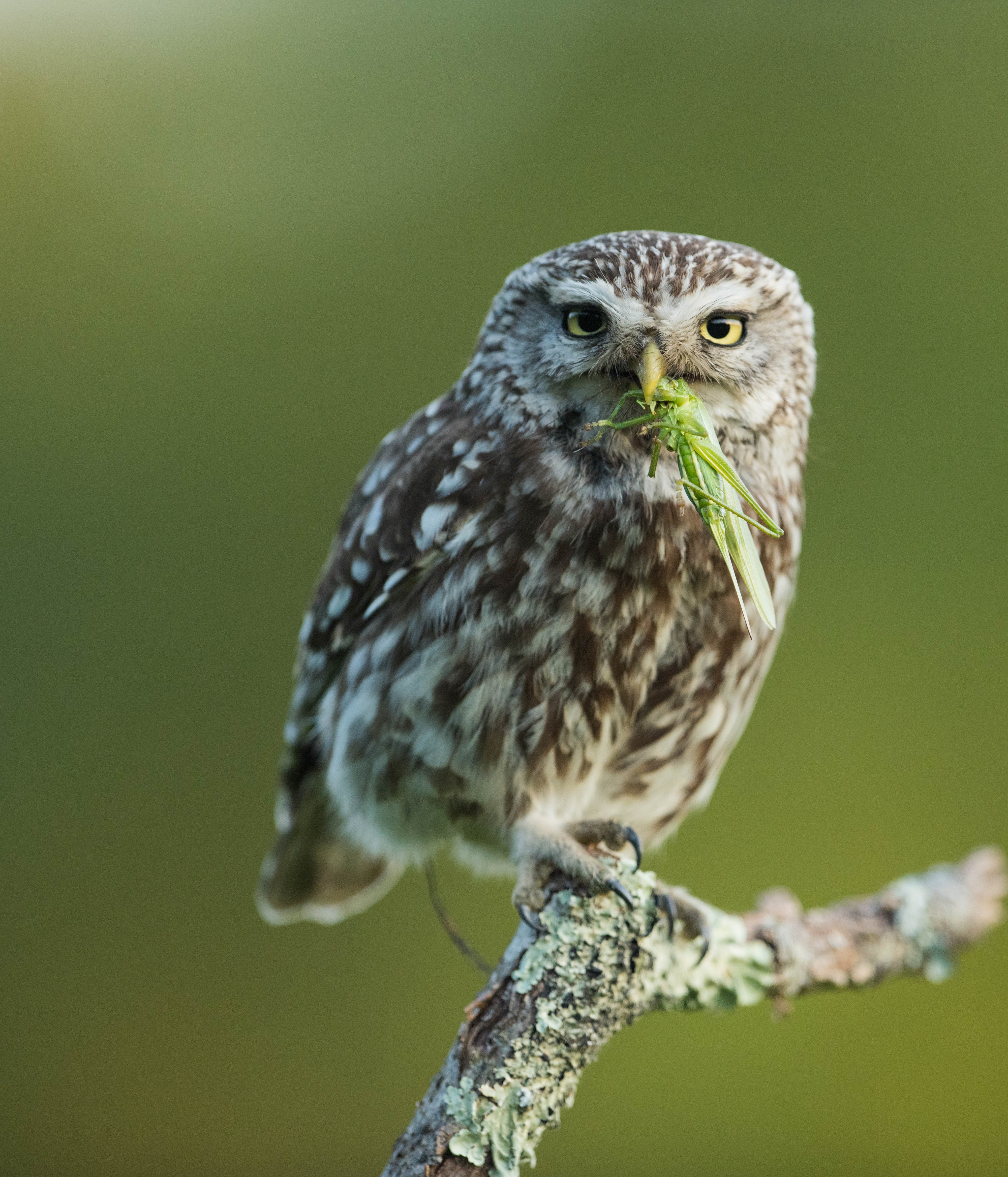 Découvrez les rapaces nocturnes dans le cadre de La nuit des musée